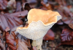 Hydnum rufescens