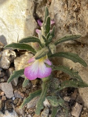Ajuga iva