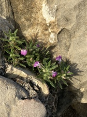 Ajuga iva