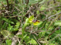 Ophrys sicula