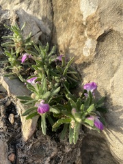 Ajuga iva