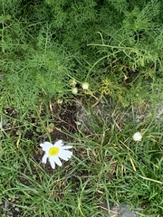 Tripleurospermum maritimum
