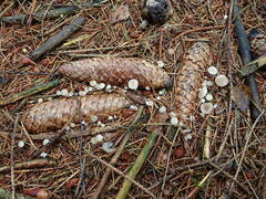 Strobilurus conigenus