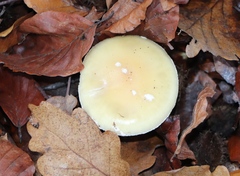Amanita junquillea