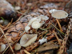 Strobilurus conigenus