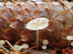 Strobilurus conigenus