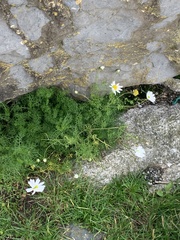 Tripleurospermum maritimum