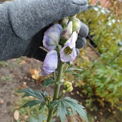 Aconitum