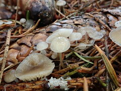 Strobilurus conigenus