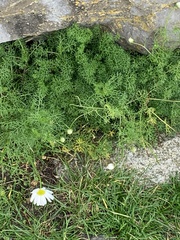 Tripleurospermum maritimum
