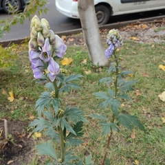 Aconitum