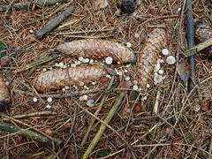 Strobilurus conigenus