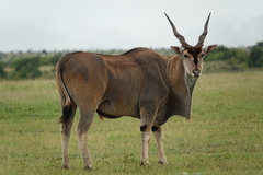 Tragelaphus oryx pattersonianus