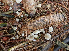 Strobilurus conigenus