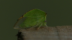 Stictocephala