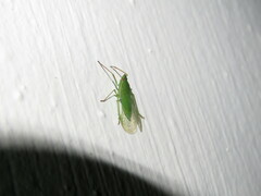 Rhynchomitra