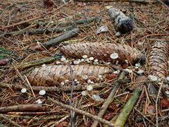 Strobilurus conigenus