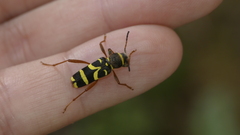 Clytus arietis