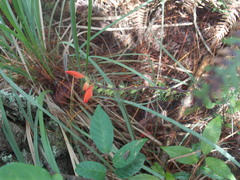 Lamourouxia multifida