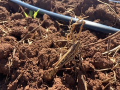 Schistocerca piceifrons