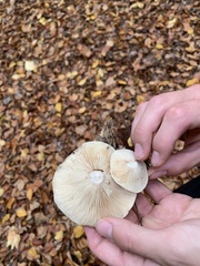Lepista personata