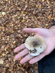 Lepista personata