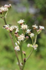 Psacalium amplifolium