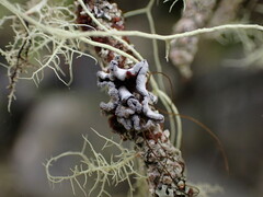 Erioderma sorediatum