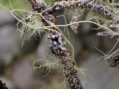 Erioderma sorediatum