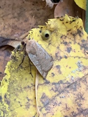 Conistra erythrocephala