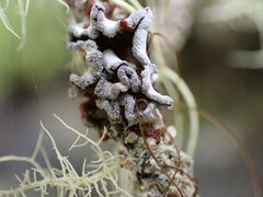 Erioderma sorediatum