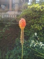 Kniphofia