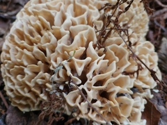 Sparassis spathulata