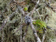 Erioderma sorediatum