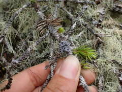 Erioderma sorediatum