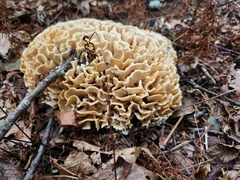 Sparassis spathulata