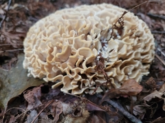 Sparassis spathulata