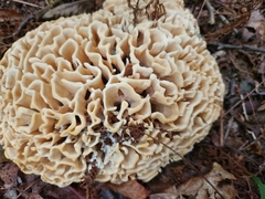 Sparassis spathulata