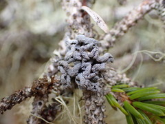 Erioderma sorediatum