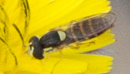 Sphaerophoria sulphuripes