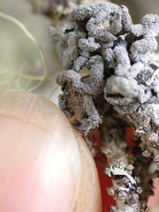 Erioderma sorediatum