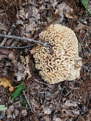 Sparassis spathulata