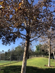 Platanus × hispanica