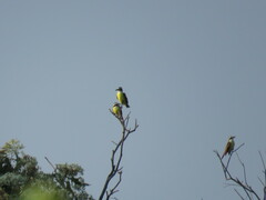Pitangus sulphuratus