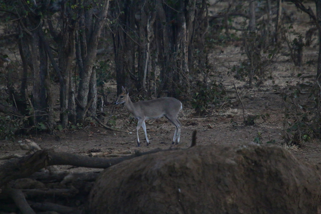 Sylvicapra grimmia caffra, Mopani, Zuid-Afrika, by Bastiaan Notebaert