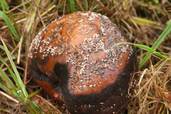 Monilinia