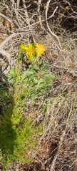 Berkheya armata