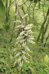 Aechmea angustifolia