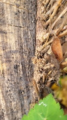 Sesiidae