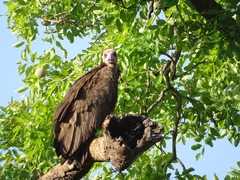 Necrosyrtes monachus